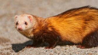 Ferret Wallpaper Desktop Cute With White Head