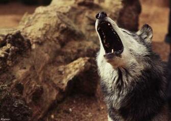 Wolf Wallpaper Theme With Background