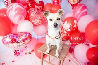 Valentine S Day Dog