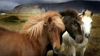 Beautiful Wallpaper Wild Horses