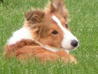 Shetland Sheepdog Wallpaper