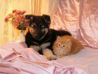 Cats And Dogs Wallpaper Fun Animals Wiki Videos