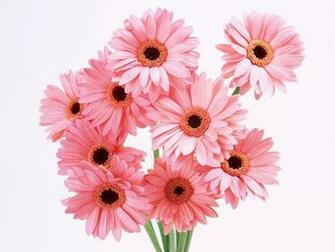 Wallpaper Flowers HD For Desktop