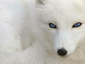 White Wolf Dog HD Wallpaper Background Dsktop