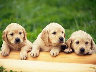 Youwall Cute Dogs Wallpaper