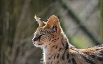 Animal Wildcat Wallpaper