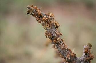 Found A Bug Kissing Bugs And Chagas Disease In The U S Texas M