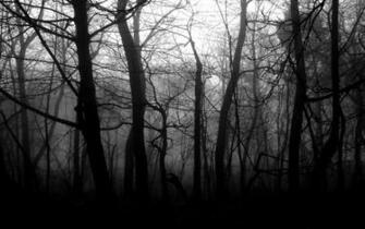 Black And White Forest Wallpaper HD Pretty