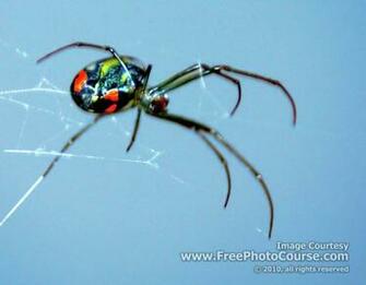 Black Widow Spider Wallpaper