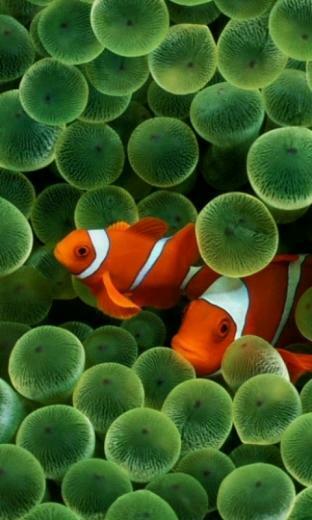 iPhone Fish Cell Phone Wallpaper HD Screensavers