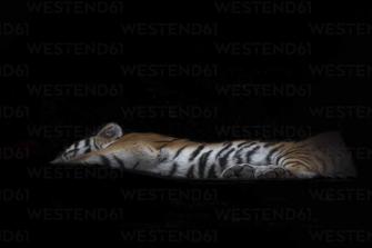Siberian Tiger Lying In Front Of Black Background Mmaf00104