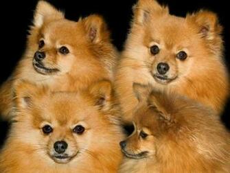 Pomeranian Wallpaper And Screensaver