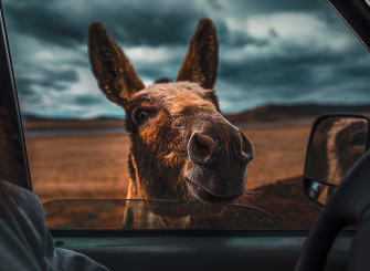 Animal Donkey HD Wallpaper