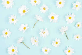 Daisy Aesthetic Wallpaper
