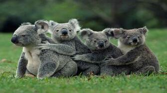 Cute Cartoon Koala Background