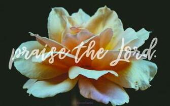 Beautiful Flowers Desktop Mobile Wallpaper Background