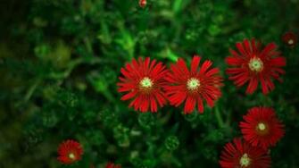 Red Flowers Wallpaper Px HDwallsource
