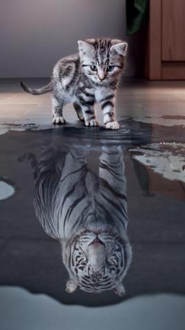 White Tiger Wallpaper Ideas
