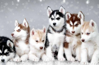 Keeping Your Dog Safe This Holiday Season Training Now