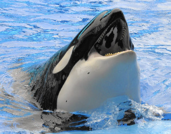 Orca Whale Wallpaper