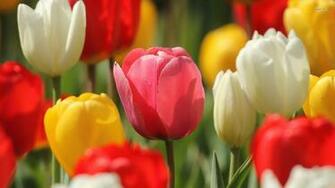 White Red Yellow Tulips Flower HD Desktop Wallpaper Background