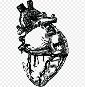 Drawn Grenade Human Heart Realistic Line Art Png Image