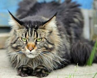 Maine Coon Wallpaper