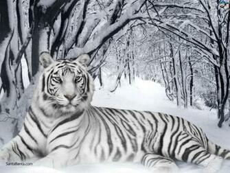 Tigers Wallpaper