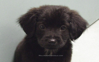 Puppies Image Black Lab Puppy HD Wallpaper And