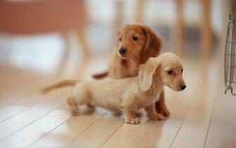 Lovely Dog Wallpaper Dogs