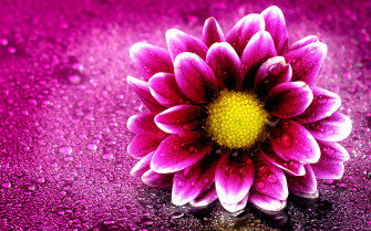 Pink Flower Desktop Wallpaper