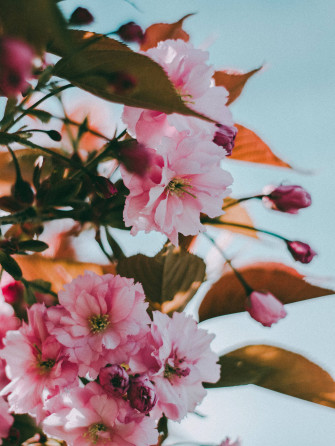Pink Flowers Aesthetic Wallpaper