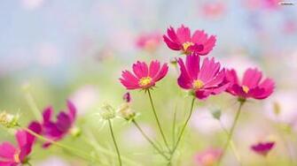 Beautiful Flowers Wallpaper