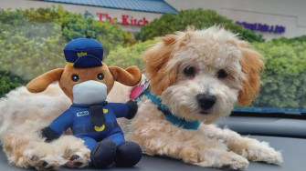 National Puppy Day Cute Pups From Northeast Ohio Wkyc