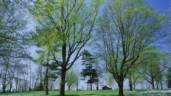 Spring Meadow Wallpaper