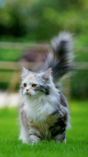 Galaxy Cat Wallpaper iPhone Cute Id01 Note