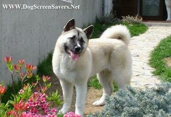 Dog Screensaver And Wallpapermarket Wallpaper Pictures