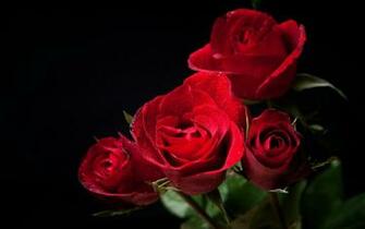 Rose 4k Ultra HD Wallpaper Background Image Id