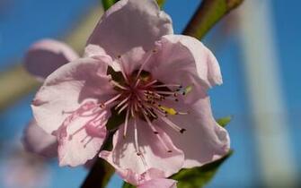 Peach Blossom Wallpaper