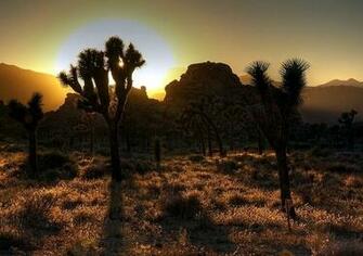 Joshua Tree Zonsondergang Wallpaper