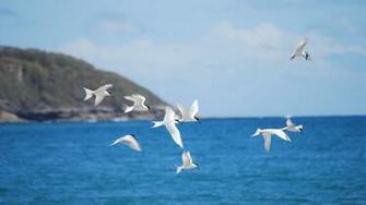 Flying Birds Wallpaper