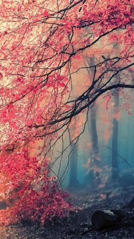 Beautiful iPhone Wallpaper Top