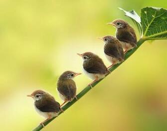 Category Animals HD Wallpaper Subcategory Birds