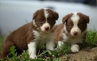 Border Collie Puppies Wallpaper