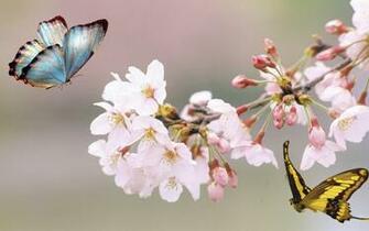 Similar HD Japanese Cherry Blossom Tree Wallpaper
