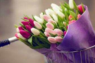 Flowers Wallpaper Bouquet Tulips Drops Bike
