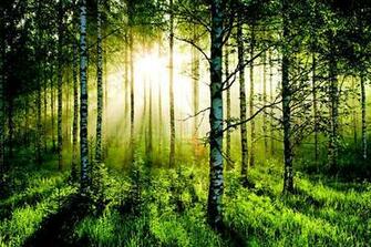 Forest Scene Statement Wall Wallpaper Mural 10ft X 6ft