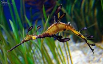 Seahorse Pictures C A R W L P E