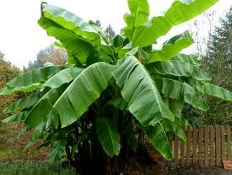 Banana Tree Pictures