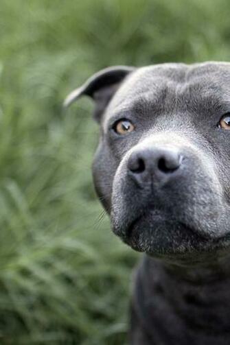 Desktop Wallpaper Animals Dogs Beautiful Pitbull On The